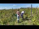 L'heure des premières vendanges à Saint-Jans-Cappel, en Flandre