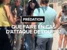 Prédation : Quel dispositif en cas d'attaque de loup ?