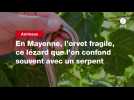 VIDEO. En Mayenne, l'orvet fragile, ce lézard que l'on confond souvent avec un serpent