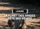 la forêt des singes à Rocamadour fête ses 50 ans.