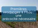 Premières vendanges à Fitou : une précocité nécessaire