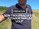 Son troupeau a été attaqué par un loup