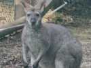 Les wallabies de Bennett au Parc Argonne Découverte