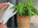 VIDEO. Le petit conseil : comment bien s'occuper de ses plantes en six astuces