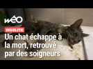 Patoux, un chat perdu, sauvé après deux semaines sans nourriture