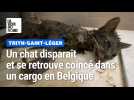 Un chat disparaît près de Valenciennes, il est retrouvé coincé dans la salle des machines d'un cargo