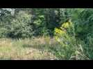 Abeilles