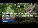 Visiter un potager urbain sans pesticide au mois d'août ? C'est possible aux Aygalades !