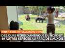 Des ours noirs d'Amérique du Nord et 89 autres espèces au Parc de l'Auxois (Côte-d'Or)