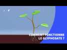 Comment fonctionne le glyphosate, considéré comme l'un des herbicides les plus controversés ?