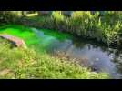 Quand un ruisseau de Cambrai vire au vert fluo