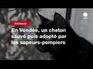 VIDEO. En Vendée, un chaton sauvé puis adopté par les sapeurs-pompiers