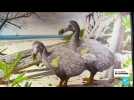 Le dodo de l'île Maurice, cet oiseau disparu, va-t-il renaître grâce à la science ?