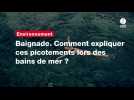 VIDÉO. Baignade. Comment expliquer ces picotements lors des bains de mer ?