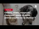 VIDÉO. Chiens, chats, rongeurs... Comment savoir si votre animal souffre de la chaleur ?