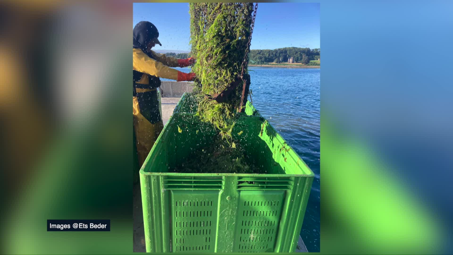 Algues vertes : à Carantec, des ostréiculteurs tirent la sonnette d'alarme [vidéo]