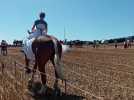 Boeschèpe : retour en images de la Fête du cheval 2024