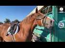 VIDÉO. La Fête du cheval réunit des passionnés à Loudéac