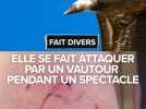 Une femme se fait attaquer par un vautour lors d'un spectacle de rapace