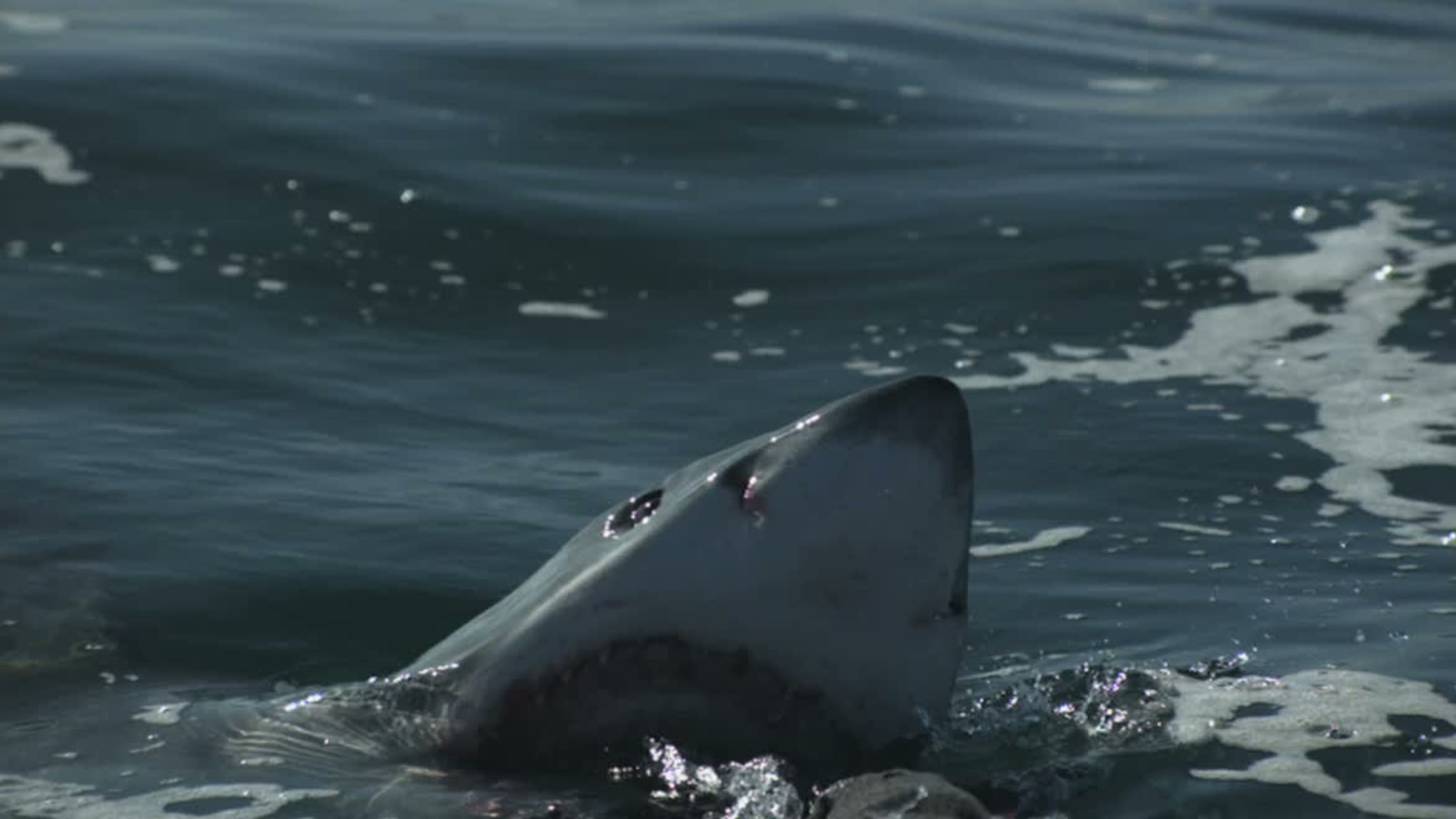 Jambe arrachée, garrot effectué avec une laisse de chien… Un surfeur survit  miraculeusement à une attaque de requin blanc - ladepeche.fr