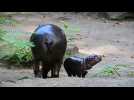 Le bébé hippopotame pygmée femelle Toni se promène dans son enclos au zoo de Berlin