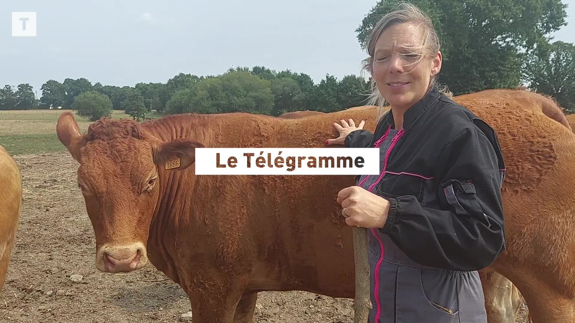 La disparition d'une vache révèle une galerie gauloise vieille de 2 000 ans à Trébry [Vidéo]