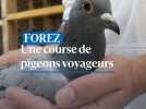 Une course de pigeons voyageurs