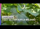 Tout savoir sur le mildiou