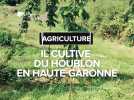 Haute-Garonne : il fait pousser du houblon dans le Comminges