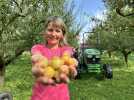 Rozelieures : on vous emmène sur une récolte de mirabelles