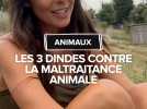 Les 3 dindes, une ferme-refuge pour les animaux de la ferme