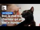 Présentation de Boo, chat à l'adoption à la SDA d'Estourmel