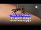 Le moustique tigre en Belgique: 