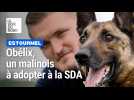 Obélix, un malinois de 6 ans, à adopter à la SDA d'Estourmel