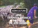 Tarn-et-Garonne : 150 personnes assistent à une transhumance de brebis à Montpezat-de-Quercy