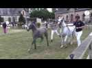 VIDÉO. Un Normandie Horse Show serein à Saint-Lô.