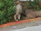 Insolite : trois cochons noirs s'échappent de leur ferme et créent l'animation dans les rues de ce village des Pyrénées-Orientales