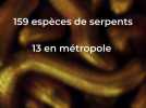 Serpent : les gestes à connaître en cas de morsure