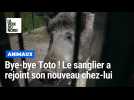 Toto le sanglier est parti vivre sa nouvelle vie à Charleville-Mézières