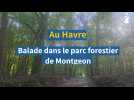 Balade dans le parc forestier de Montgeon, au Havre