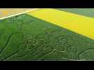 Un labyrinthe géant dans un champ de maïs à Saint-Jouin-Bruneval