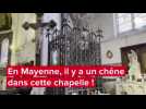 VIDEO. En Mayenne, il y a un vrai chêne dans cette chapelle