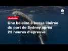 VIDÉO. Une baleine à bosse libérée du port de Sydney après 22 heures d'épreuve