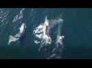 Humpback whales, Brazil's new approach to ecotourism