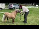 VIDEO. Le poney Shetland Ginko du Temple fait sa star au Normandie Horse Show à Saint-Lô