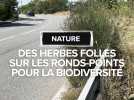 Des herbes folles sur les ronds-points pour la biodiversité