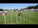 Le club canin de Ham a organisé son dernier concours d'agility de 2024 sur le stade Gaston Lejeune