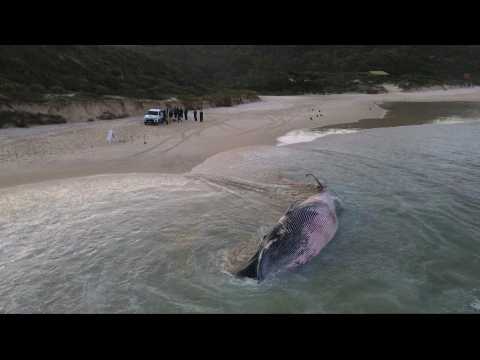 Dead Bryde's whale removed from Brazilian beach