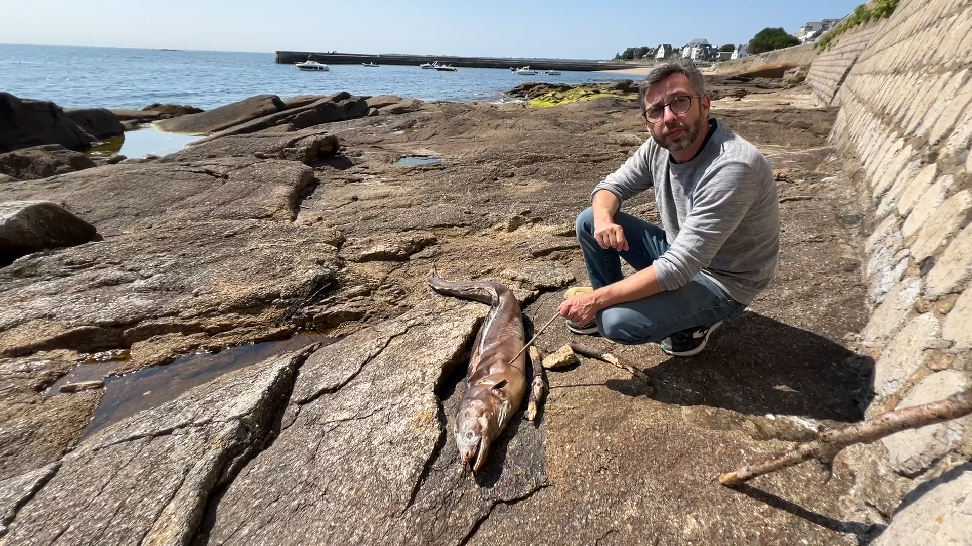 À Concarneau, le mystère des échouages de congres enfin levé ? [Vidéo]