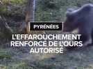 Effarouchement de l'ours autorisé